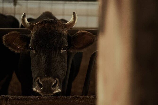 Amalfi Coast vintage tour with cheese and wine tastings - Return Journey: Photos and Traditions