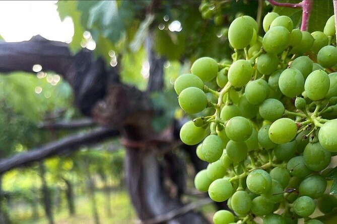 Amalfi Coast vintage tour with cheese and wine tastings - Price and Value