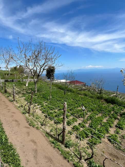 Amalfi: Grow your own vegetables and enjoy lunch with wine - What to Expect from the Amalfi Vegetable Cultivation Tour