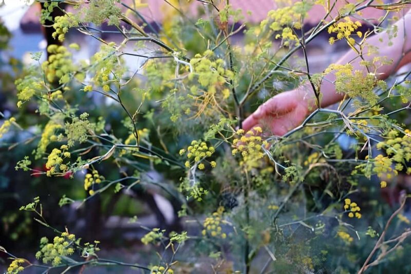 Amalfi: Grow your own vegetables and enjoy lunch with wine - The Experience Duration and Group Size