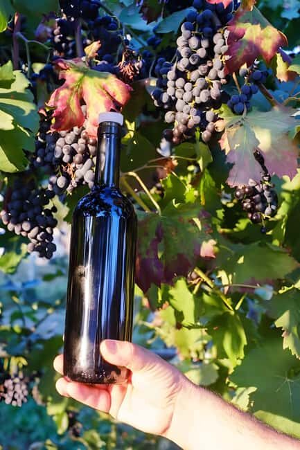 Amalfi: Grow your own vegetables and enjoy lunch with wine - Price and Value