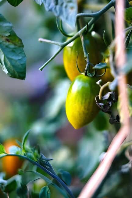 Amalfi: Grow your own vegetables and enjoy lunch with wine - Who Will Love This Tour?