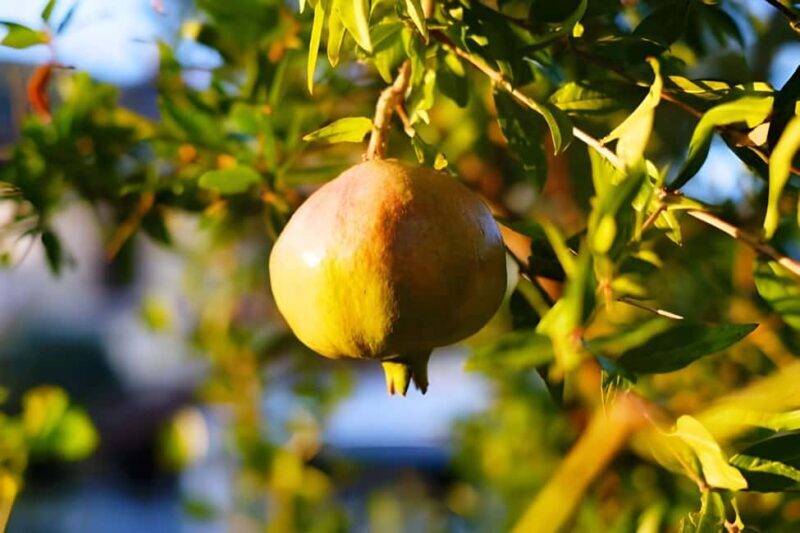 Amalfi: Grow your own vegetables and enjoy lunch with wine - Final Thoughts