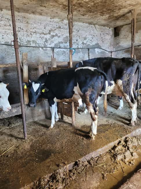 Amalfi: Milk the cows, Make Pasta, Mozzarella and Tiramisù! - Making Mozzarella — From Milk to Cheese