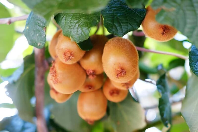 Amalfi: Milk the cows, Make Pasta, Mozzarella and Tiramisù! - What’s the Value?