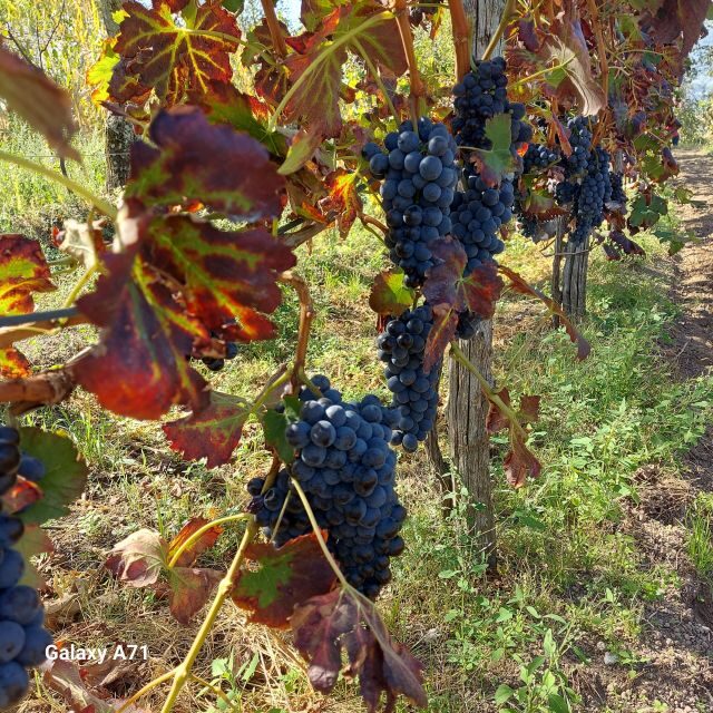 Amalfi: Mozzarella, Fettuccine, and Tiramisù Cooking Class - What Could Be Better?