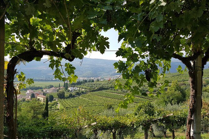 Amarone 2005 Wine Experience - Exploring the Amarone 2005 Wine Experience in Verona: An Honest Look