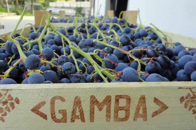 Amarone Wine Tasting from Verona - Who Should Consider This Tour?