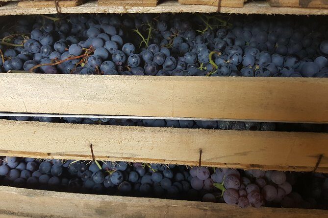 Amarone Wine Tour (all-inclusive full day with lunch and expert wine guide) - An In-Depth Look at the Amarone Wine Tour