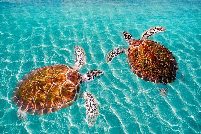 Amazing Adventure in Akumal. Swim with turtles and discover Tulum Ruins. - Who Should Consider This Tour?