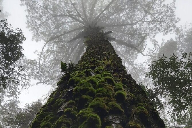 Amazing experience in the mountain of San Jose del Pacifico - FAQ About the San José del Pacifico Mountain Tour