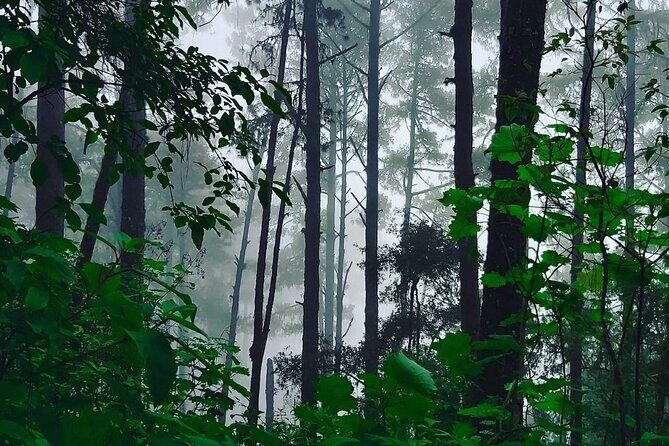 Amazing experience in the mountain of San Jose del Pacifico - Final Thoughts