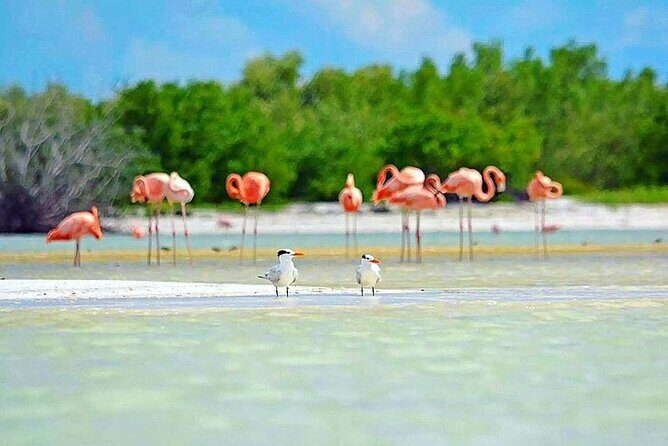 Amazing HOLBOX Full day tour and Cenote swim experience from Cancun! - FAQs