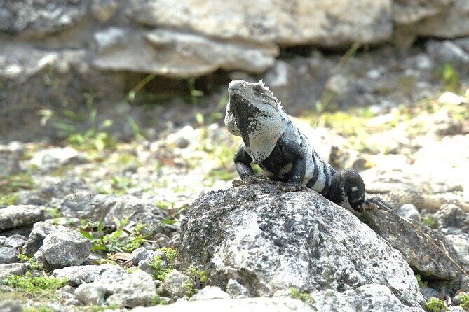 Amazing Jeep Tour Visit Punta Sur Park and San Gervasio Ruins - Authentic Feedback from Travelers