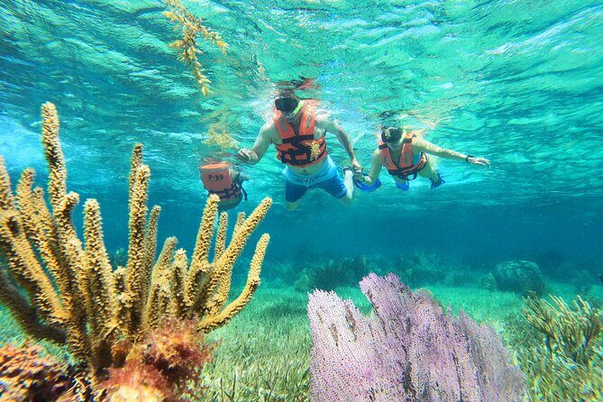 Amazing Snorkeling Experience + Real Mexican Tacos - Key Points