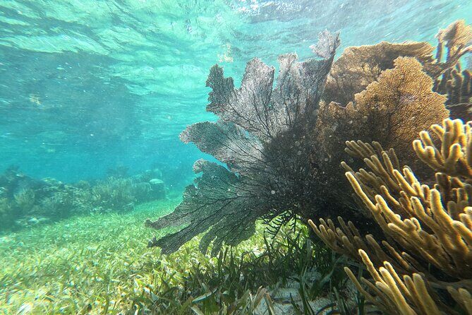 Amazing Snorkeling Experience + Real Mexican Tacos - The Value of This Tour