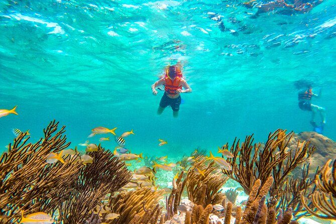 Amazing Snorkeling Experience + Real Mexican Tacos - Who Would Love This Experience?