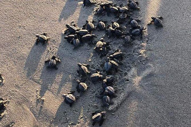 Amazing Turtle Release Tour - FAQ