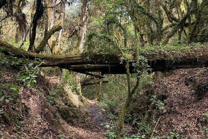 Amazing Walk through the Zapotec Mountains with Hot Chocolate - An Introduction to the Experience