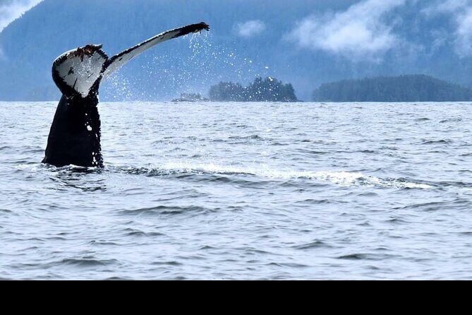 Amazing Whale Watching and Marine Wildlife Shore Excursion - The Real User Perspectives