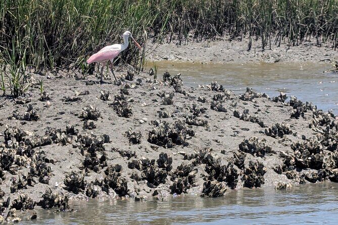 Amelia Island Kayak and Paddleboard Rentals Talbot State Park - Final Thoughts