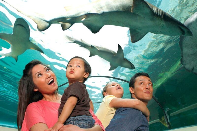 American Dream: SEA LIFE® Aquarium Entry Ticket - A Closer Look at the SEA LIFE® Aquarium Experience