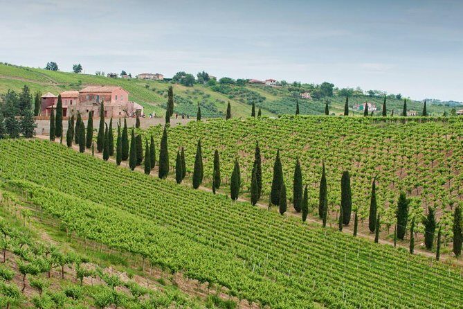 Among ancient sunny vineyards, visit and taste the wines from the San Lorenzo cellar - Key Points