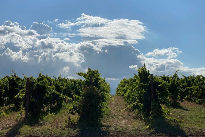 Among ancient sunny vineyards, visit and taste the wines from the San Lorenzo cellar - Practical Tips and Considerations