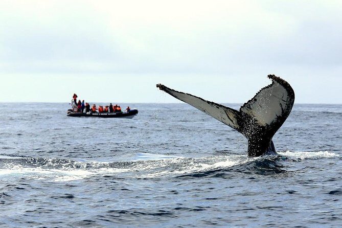 Among Whales Dolphins and Volcanoes Full Day Tour With Lunch - What to Expect from the Tour