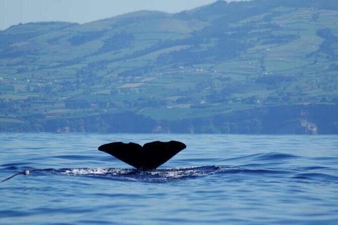 Among Whales Dolphins and Volcanoes Full Day Tour With Lunch - The Real Value Behind the Experience