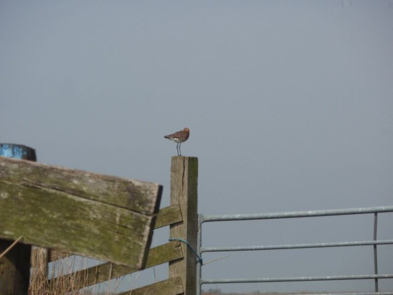 Amsterdam 5-Hour Guided Canoe Trip in the Wetlands - The Authentic Touch: What the Reviews Say