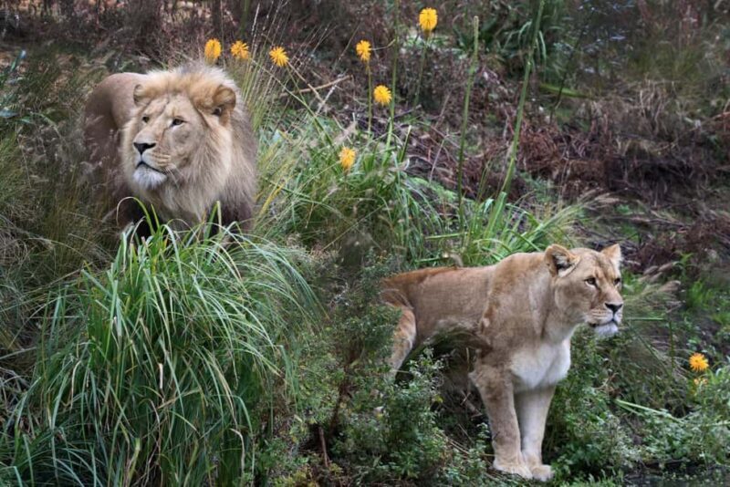 Amsterdam: ARTIS Amsterdam Royal Zoo Entry Ticket - The Overall Experience: What Visitors Say