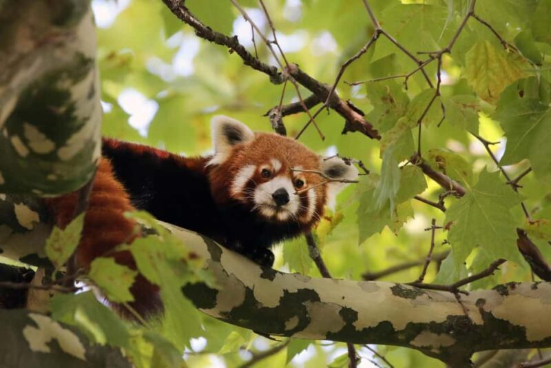 Amsterdam: ARTIS Amsterdam Royal Zoo Entry Ticket - Who Will Love This Experience?