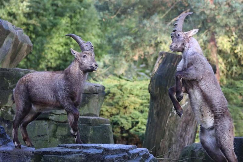 Amsterdam: ARTIS Amsterdam Royal Zoo Entry Ticket - Madagascar, lemurs, turtles, and a fresh viewing flow
