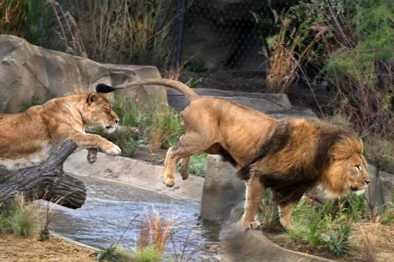 Amsterdam: ARTIS Royal Zoo and ARTIS Groote Museum Ticket - Introduction