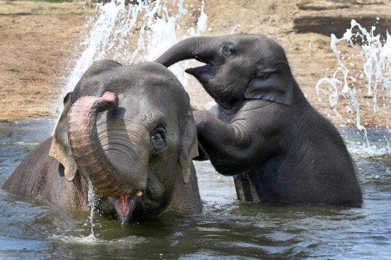 Amsterdam: ARTIS Royal Zoo and ARTIS Groote Museum Ticket - Discovering the Groote Museum