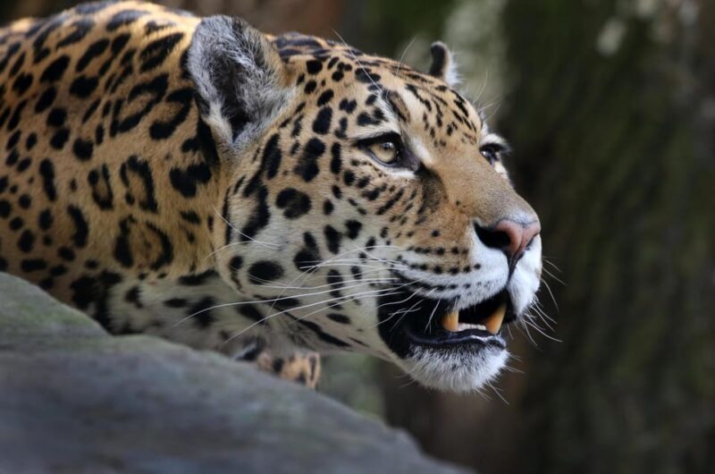 Amsterdam: ARTIS Royal Zoo and ARTIS Groote Museum Ticket - Practical Considerations and Tips