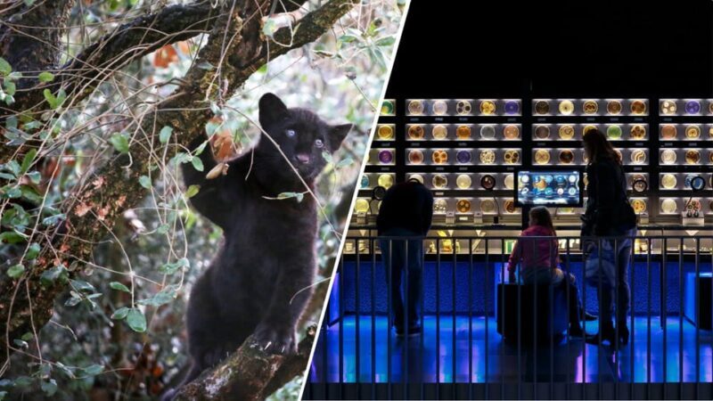 Amsterdam: Artis Royal Zoo & ARTIS-Micropia Combo Ticket - Key Points