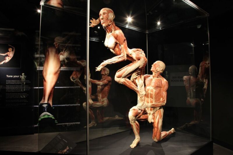 Amsterdam: Body Worlds Exhibition and Canal Cruise - Who Will Love This Tour?