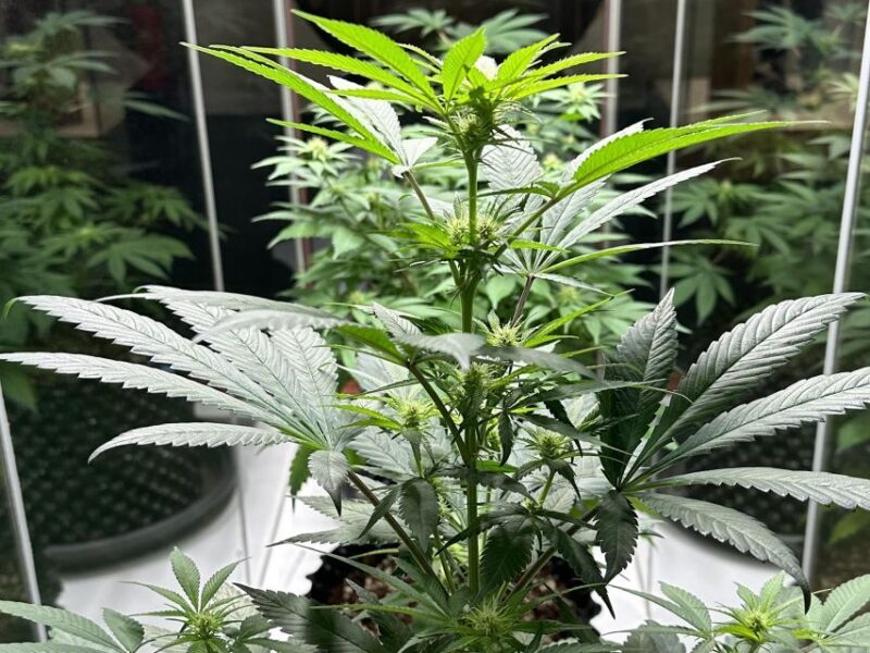 Amsterdam: Cannabis Museum Entry Ticket - FAQ