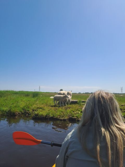 Amsterdam: Countryside Bike and Kayak Guided Tour - An In-Depth Look at What This Tour Offers