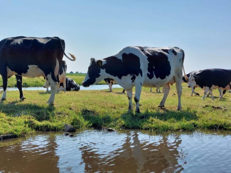 Amsterdam & Countryside Private Tour by premium car - What to Expect from This Amsterdam & Countryside Tour