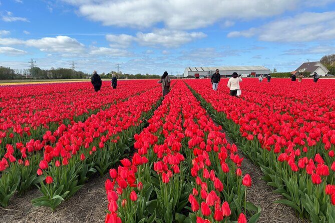 Amsterdam: Day trip to Tulip Farm, Keukenhof + Windmill Cruise - The Full Experience: What to Expect