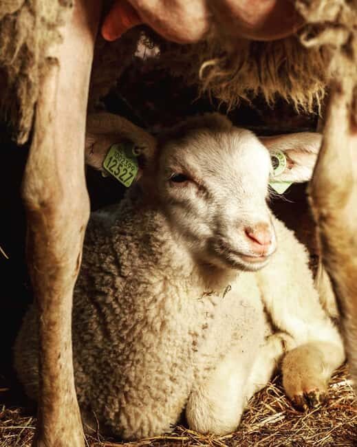 Amsterdam: E-Bike, Cheese, Windmill & Countryside Tour - Final Thoughts