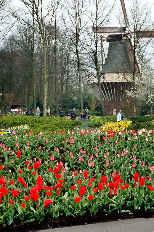 Amsterdam: Half-Day Keukenhof Guided Tour with Entrance - Key Points