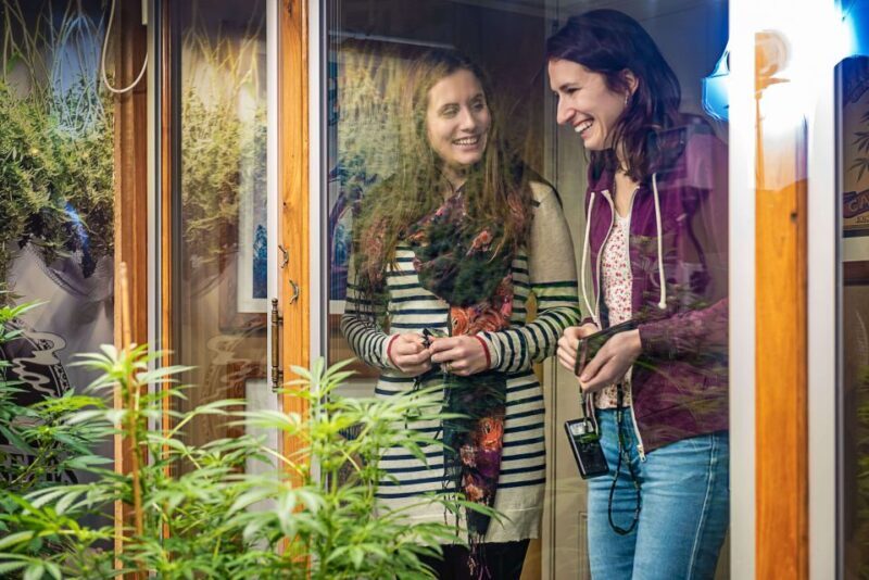 Amsterdam: Hash, Marihuana, and Hemp Museum Entry Ticket - What is the Hash, Marihuana, and Hemp Museum?