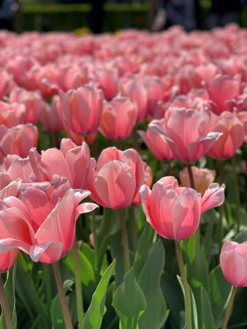 Amsterdam: Keukenhof & FlowerFarm Tour Including Tickets - Key Points
