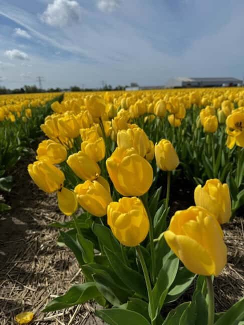 Amsterdam: Keukenhof & FlowerFarm Tour Including Tickets - The Experience: A Closer Look at What You’ll Get