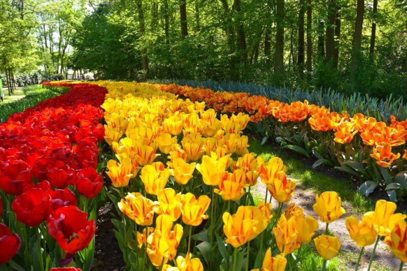 Amsterdam: Keukenhof Gardens Half Day Guided Tour - Key Points