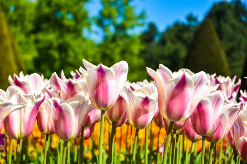 Amsterdam: Keukenhof Gardens Half Day Guided Tour - Practical Details and Tips
